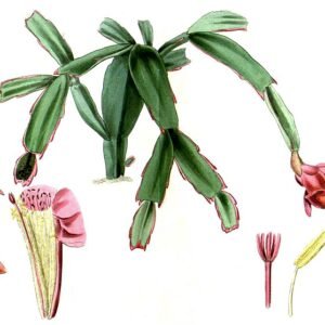 Exotische bloemillustratie van Lidcactus op witte achtergrond.