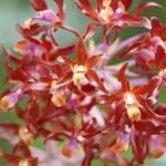 Schombocattleya Dulatiaca orchidee met paarse en witte bloemen in bloei.