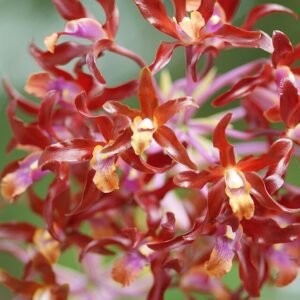 Schombocattleya Dulatiaca orchidee met paarse en witte bloemen in bloei.