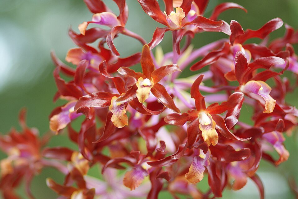 Schombocattleya Dulatiaca orchidee met paarse en witte bloemen in bloei.