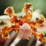 Laelia gloriosa orchidee met felgekleurde bloemen en groene bladeren.