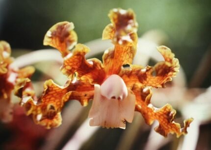 Laelia gloriosa orchidee met felgekleurde bloemen en groene bladeren.