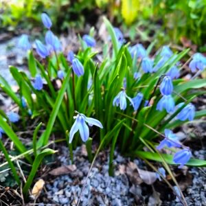 Blauwe Siberische squill bloemen in volle bloei.