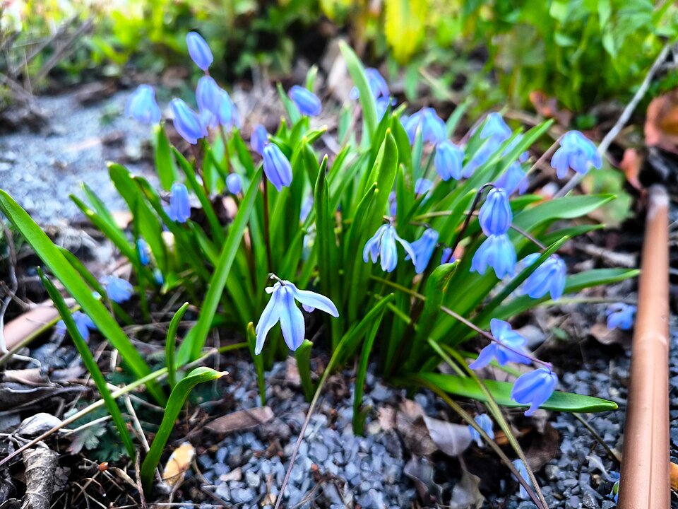Blauwe Siberische squill bloemen in volle bloei.