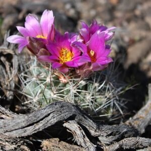 Blauwgroene Sclerocactus glaucus cactus met cilindervormige stengels en stekels in een woestijnomgeving.