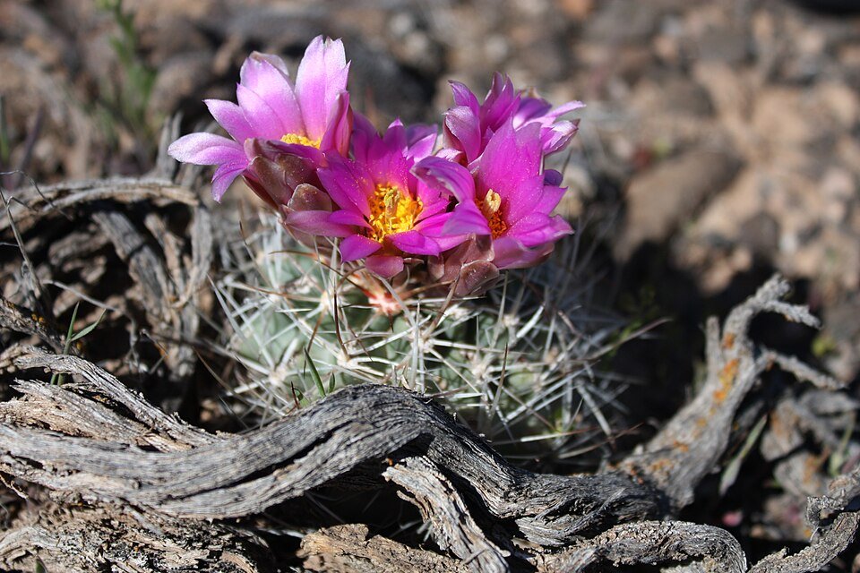 Blauwgroene Sclerocactus glaucus cactus met cilindervormige stengels en stekels in een woestijnomgeving.