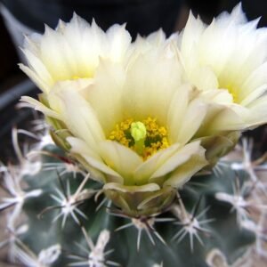 Sclerocactus sileri cactus met groen cilindrisch lichaam en witte stekels in woestijnomgeving.