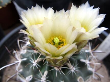 Sclerocactus sileri cactus met groen cilindrisch lichaam en witte stekels in woestijnomgeving.