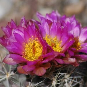 Zachte Sclerocactus wetlandicus cactus in woestijnlandschap.