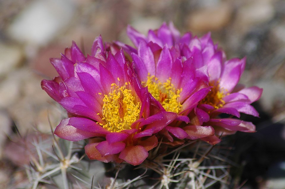 Zachte Sclerocactus wetlandicus cactus in woestijnlandschap.