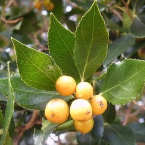 Scolopia mundii rood-peer boom in Kaapstad.