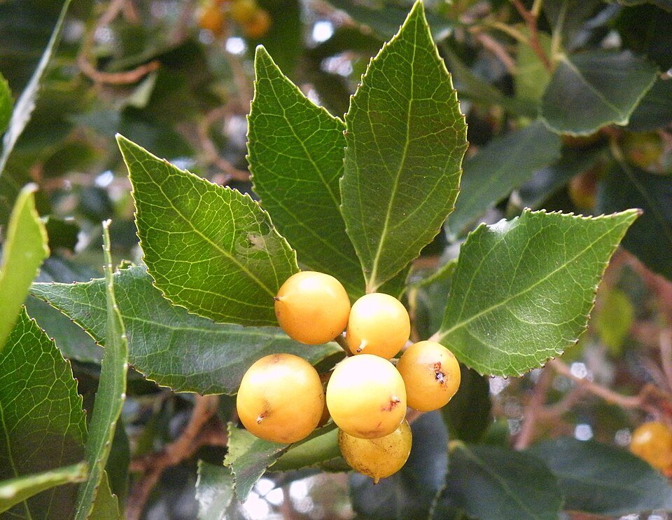 Scolopia mundii rood-peer boom in Kaapstad.