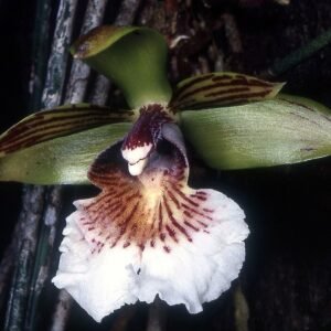 Delicate lichtroze en paarse Scuticaria salesiana orchidee bloemen.