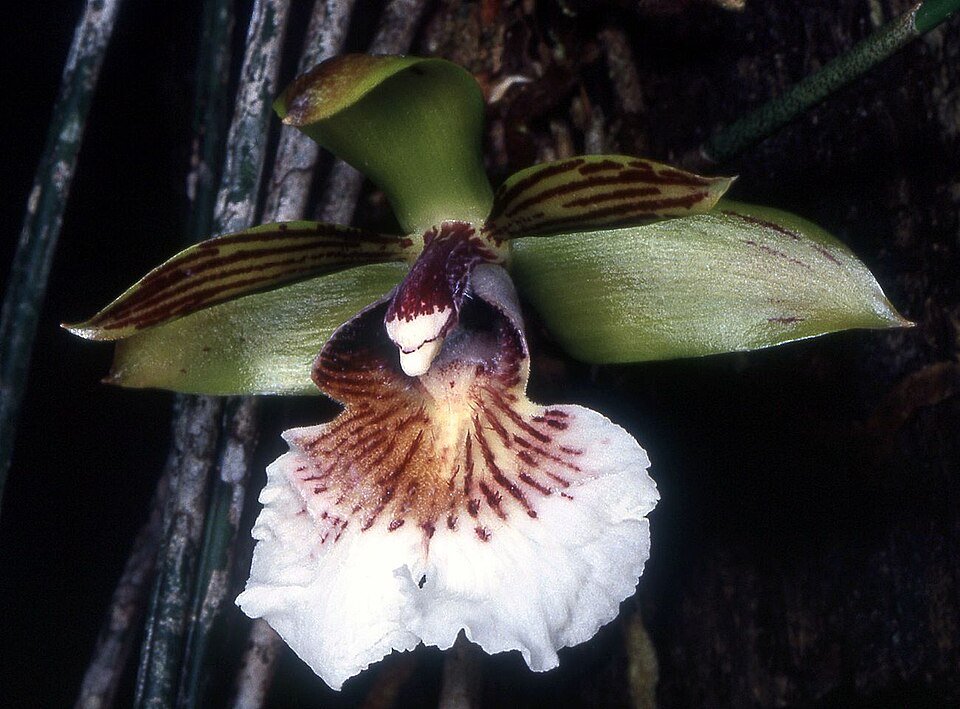 Delicate lichtroze en paarse Scuticaria salesiana orchidee bloemen.