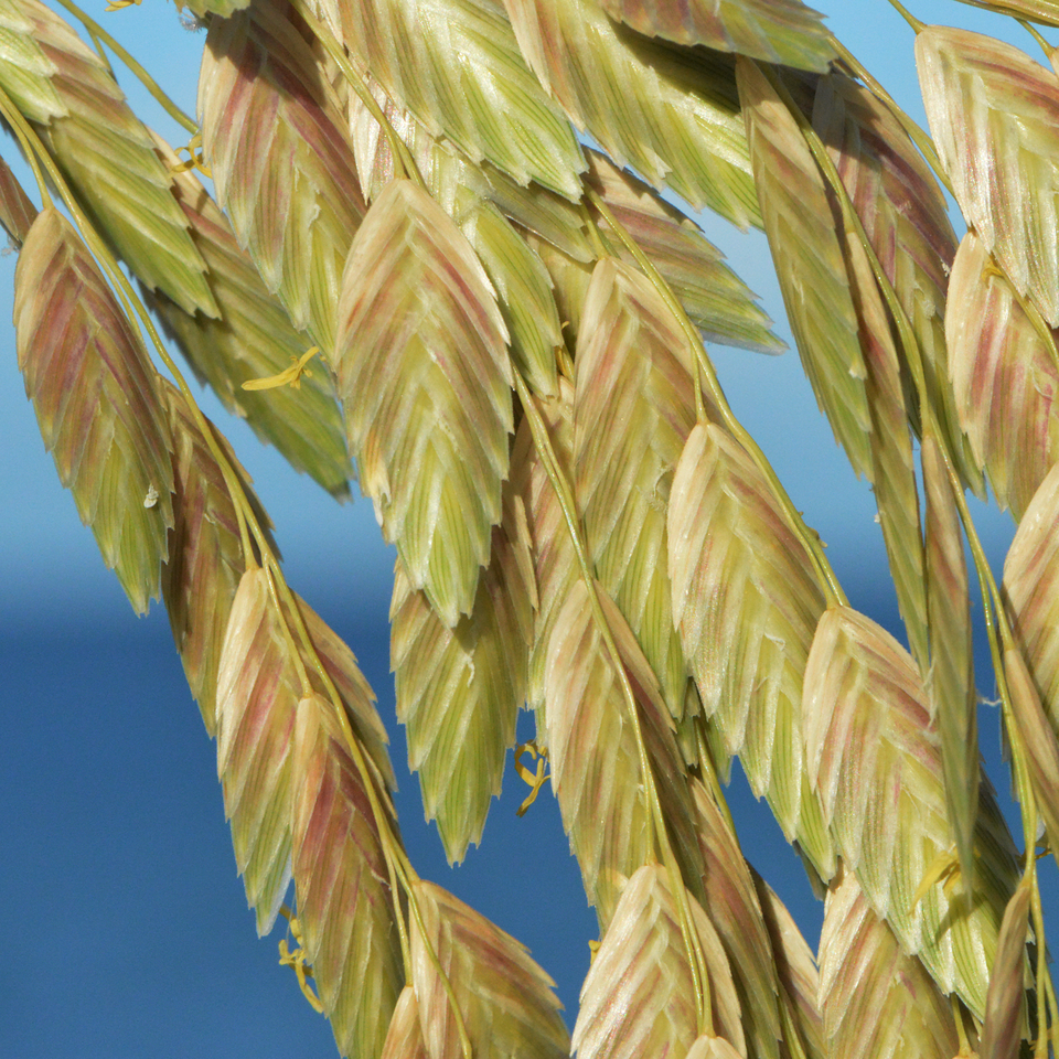 Bloeiende zeehaverplant op Sanibel Island, Florida, VS.
