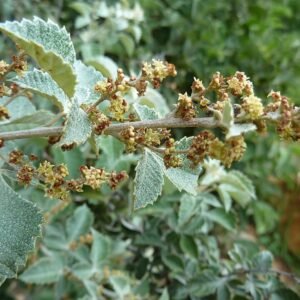 Bloeiende Searsia batophylla plant in Walter Sisulu NBT.