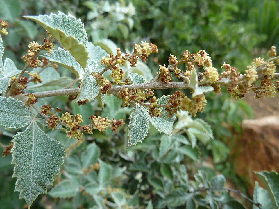 Bloeiende Searsia batophylla plant in Walter Sisulu NBT.