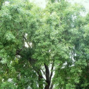 Searsia pendulina, een groenblijvende struik met dunne takken en kleine bladeren.