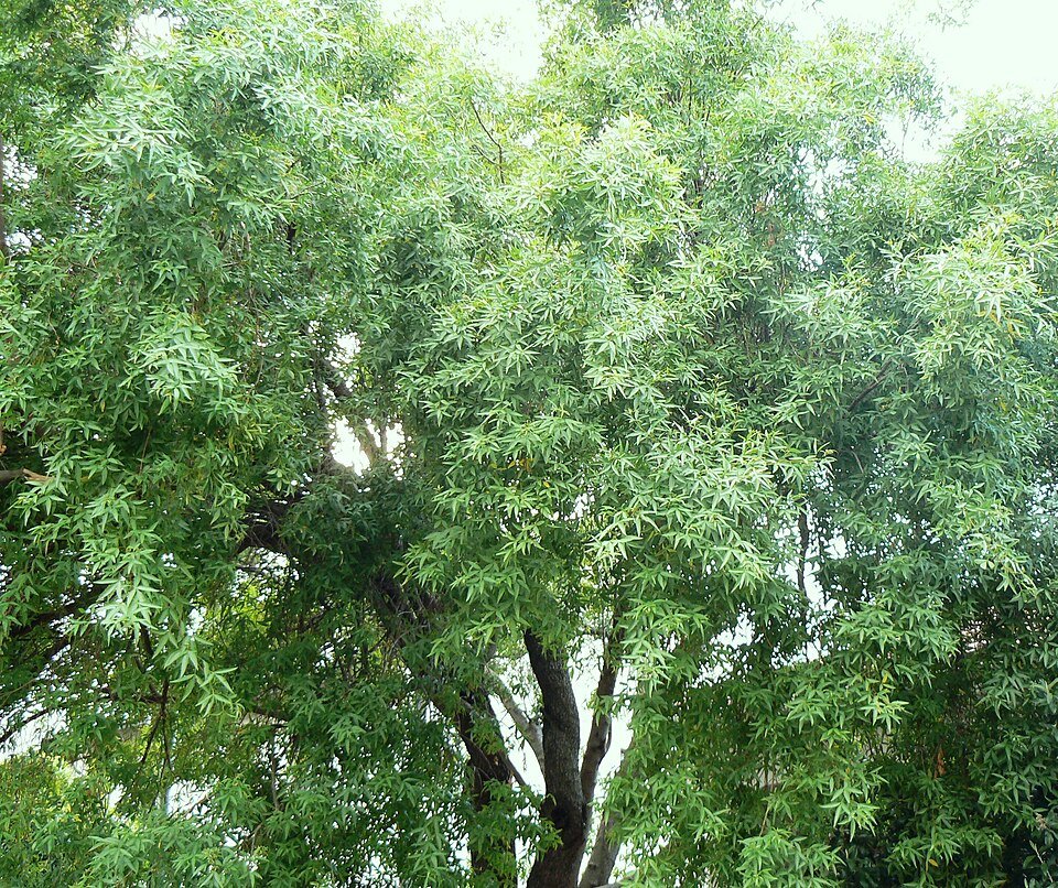 Searsia pendulina, een groenblijvende struik met dunne takken en kleine bladeren.