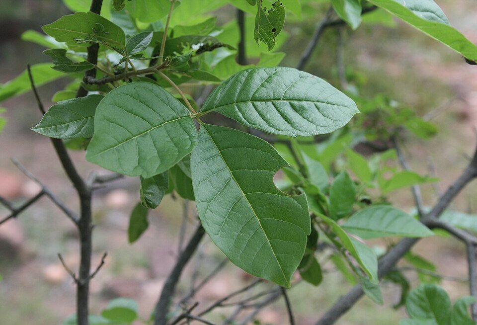 Gewone taaibos bladeren tegen een achtergrond van Skrikfontein.