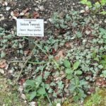 Hylotelephium ewersii, groen en roze bloeiende vetplant in botanische tuin.