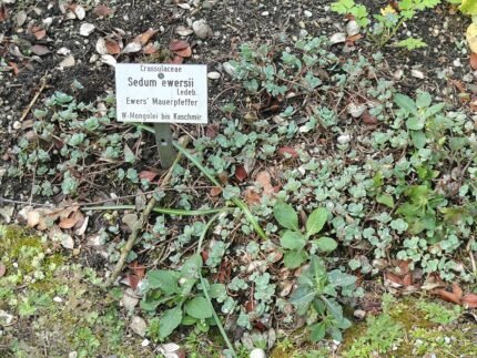 Hylotelephium ewersii, groen en roze bloeiende vetplant in botanische tuin.