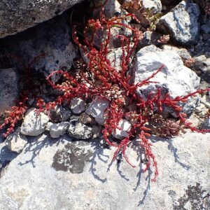 Kleine ronde Sedum microcarpum plant met groen blad en witte bloemen.