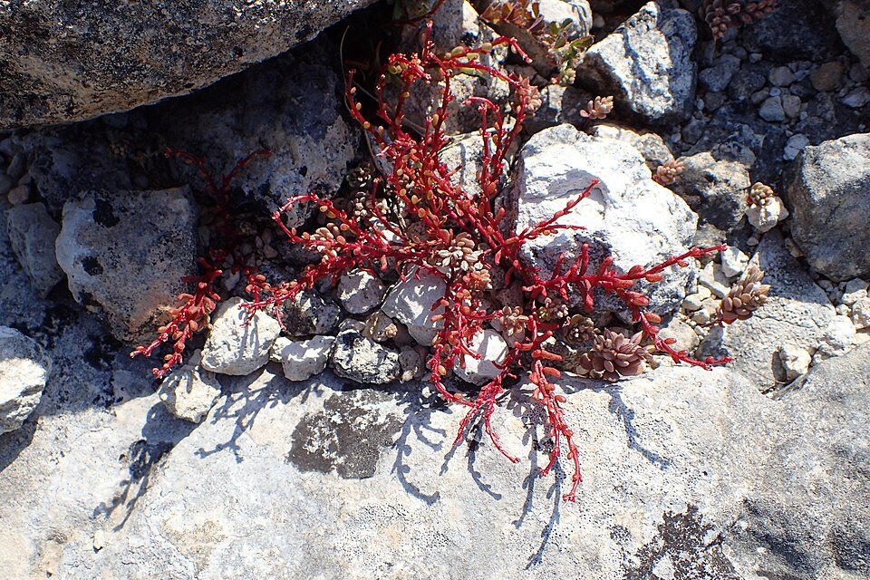 Kleine ronde Sedum microcarpum plant met groen blad en witte bloemen.