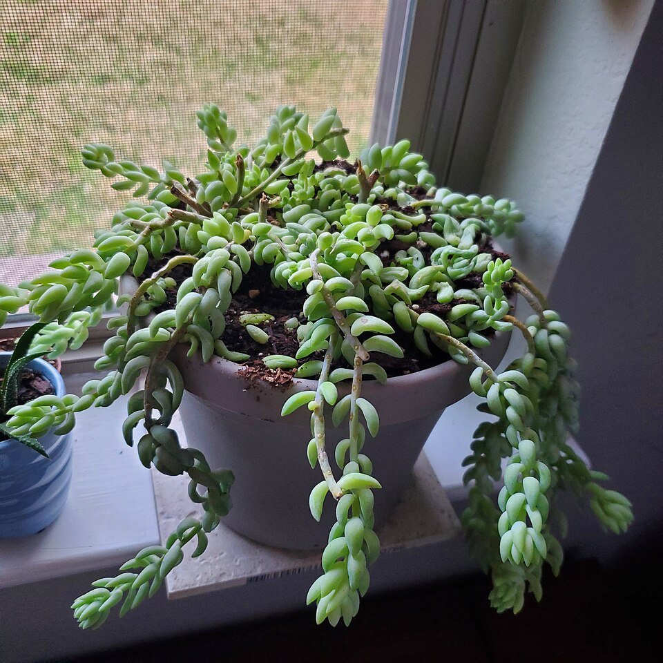 Sedum morganianum donkey's tail plant with trailing succulent stems.