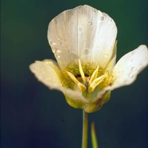 Calochortus nuttallii bloem met stuifmeel besprenkeld binnenin de bloesem.