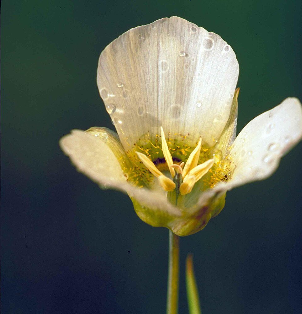 Calochortus nuttallii bloem met stuifmeel besprenkeld binnenin de bloesem.