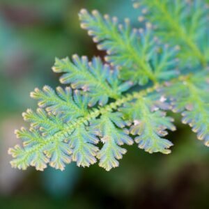 Selaginella kraussiana 'Gold Tips' met gouden uiteinden op bladeren.