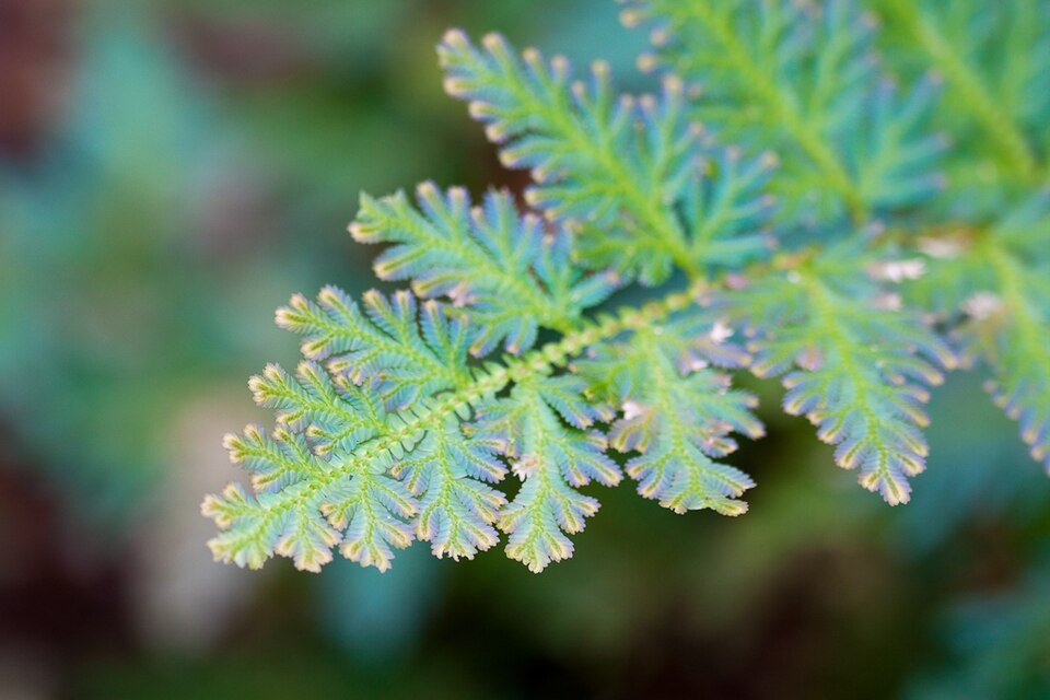 Selaginella kraussiana 'Gold Tips' met gouden uiteinden op bladeren.