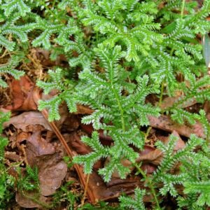 Selaginella plant met groene bladeren en textuur, in Nyanga, Zimbabwe.
