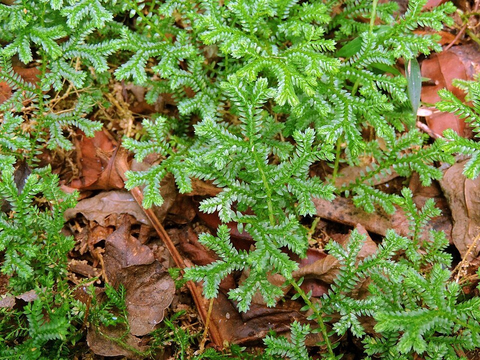 Selaginella plant met groene bladeren en textuur, in Nyanga, Zimbabwe.