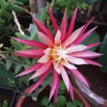 Selenicereus anthonyanus plant met unieke zigzag stelen en groene bladeren in pot.
