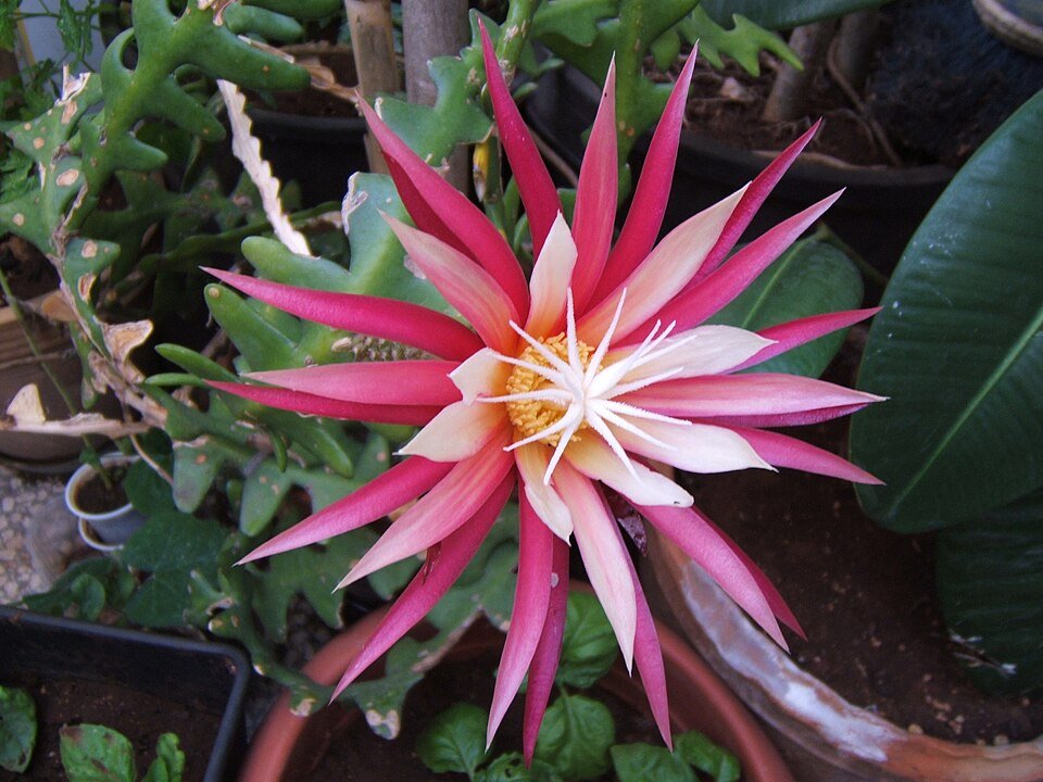 Selenicereus anthonyanus plant met unieke zigzag stelen en groene bladeren in pot.