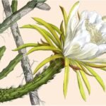 Selenicereus hamatus cactus met roze en witte bloemen op een groene stengel.