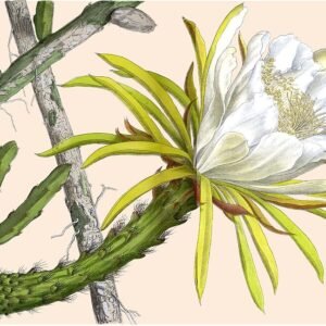 Selenicereus hamatus cactus met roze en witte bloemen op een groene stengel.