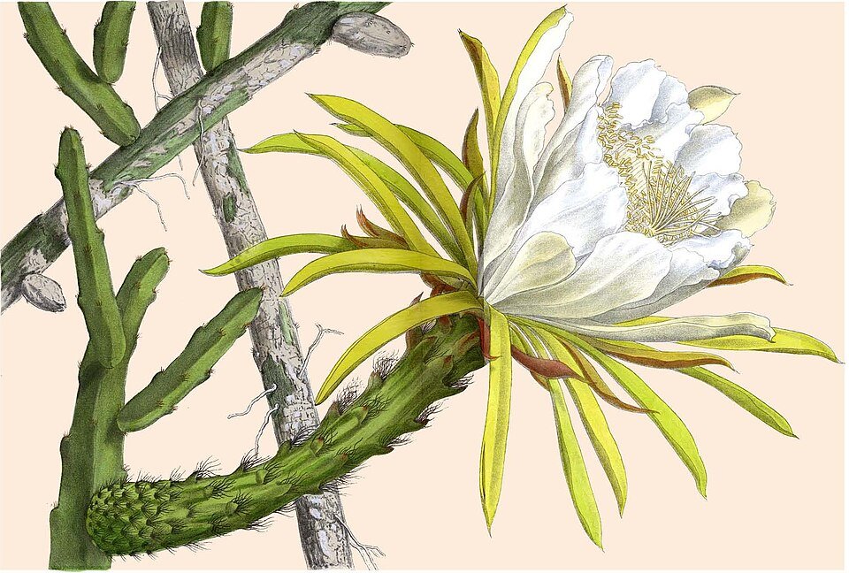 Selenicereus hamatus cactus met roze en witte bloemen op een groene stengel.