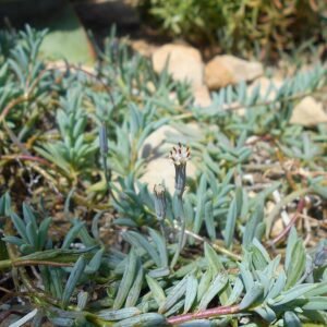 Curio hallianus plant met groene bladpatronen en stelen.