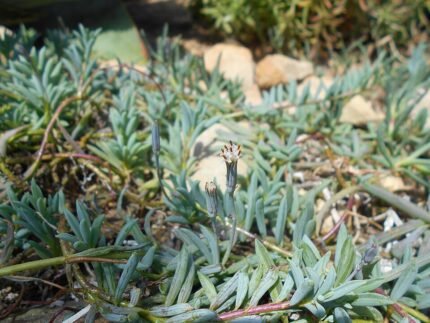 Curio hallianus plant met groene bladpatronen en stelen.
