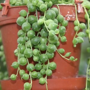 Kleine, groene Senecio herreanus vetplant met lange stelen en blaadjes.