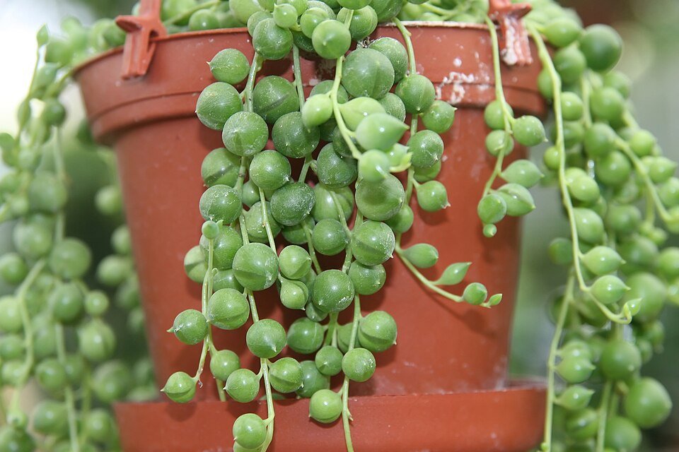 Kleine, groene Senecio herreanus vetplant met lange stelen en blaadjes.