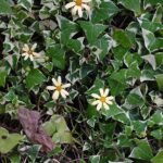 Senecio macroglossus plant met glanzende groene bladeren en lange stelen.