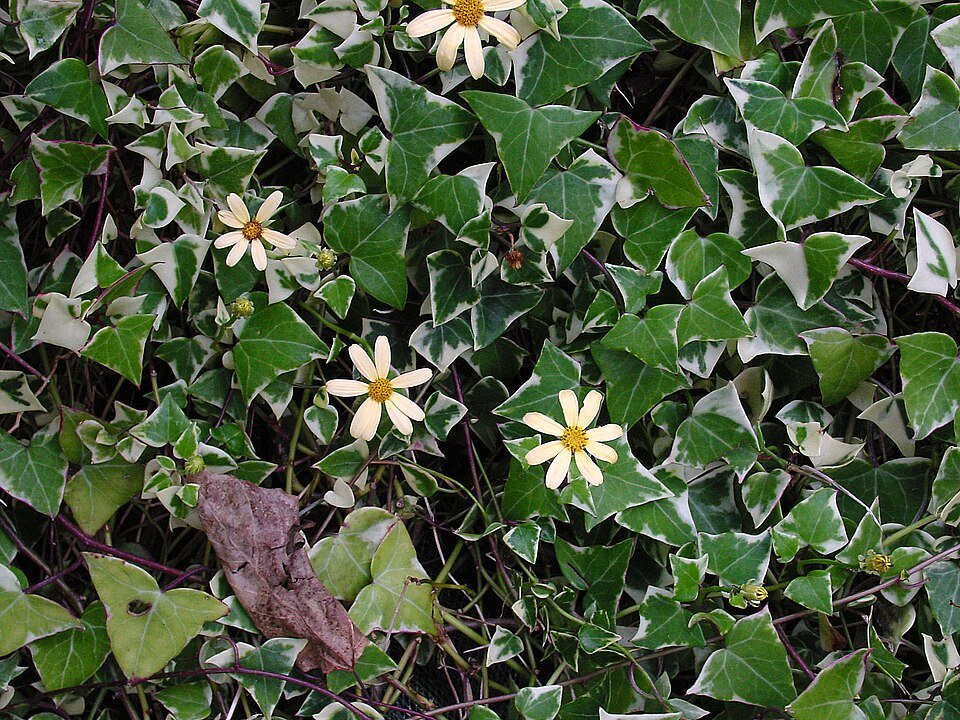 Senecio macroglossus plant met glanzende groene bladeren en lange stelen.