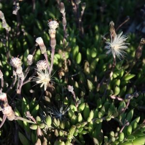 Senecio radicans plant met langwerpige bladeren en hangende groeiwijze.