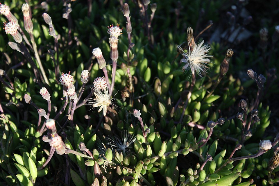Senecio radicans plant met langwerpige bladeren en hangende groeiwijze.