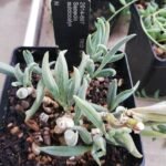 Curio sulcicalyx plant met groen blad en gele bloemen.