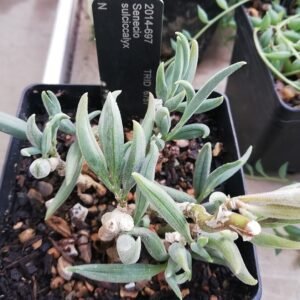 Curio sulcicalyx plant met groen blad en gele bloemen.